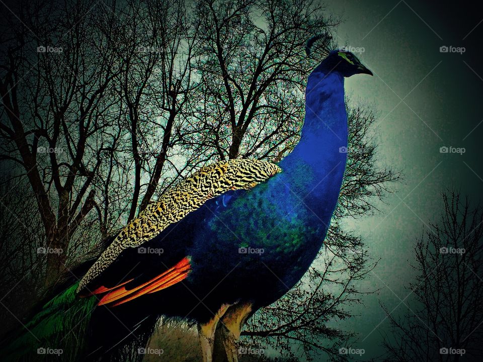 My Aunt’s pet Peacock 