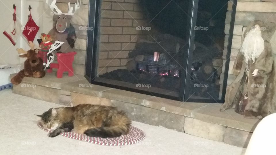 Nothing better than to sleep in front of the fire being watched over by your buds.