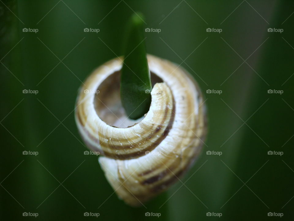 Close up of an empty snail shell