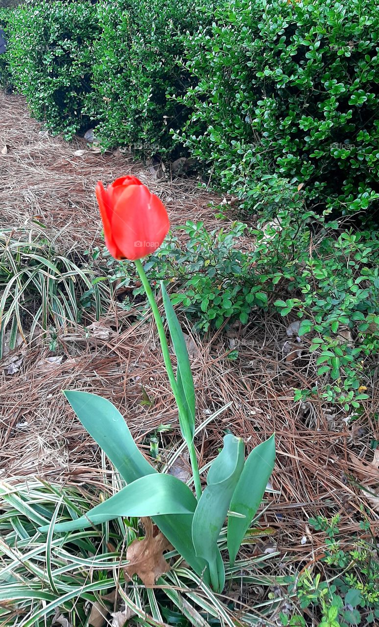 Single tulip