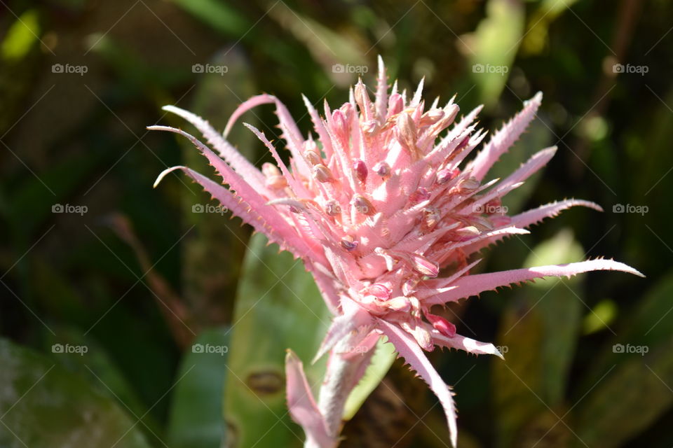 spiky flower