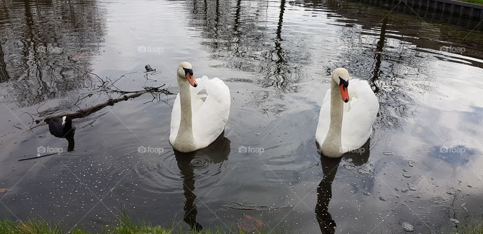 swan pair on the water