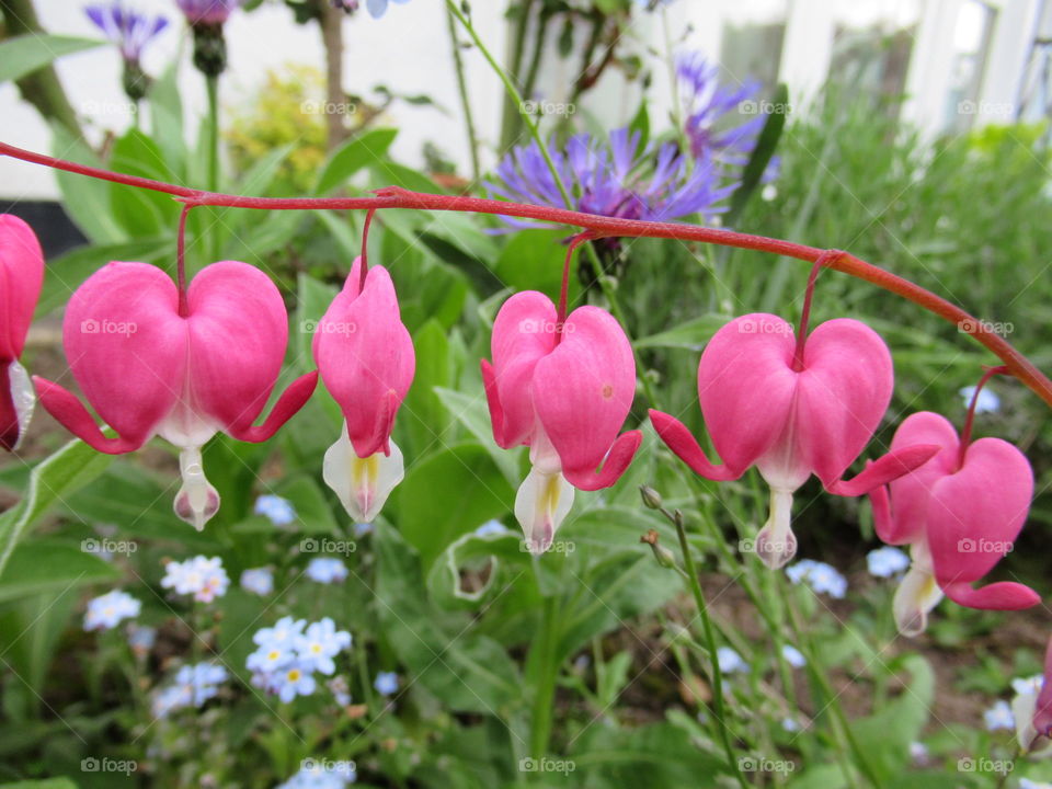 cerise bleeding heart (dicentra)