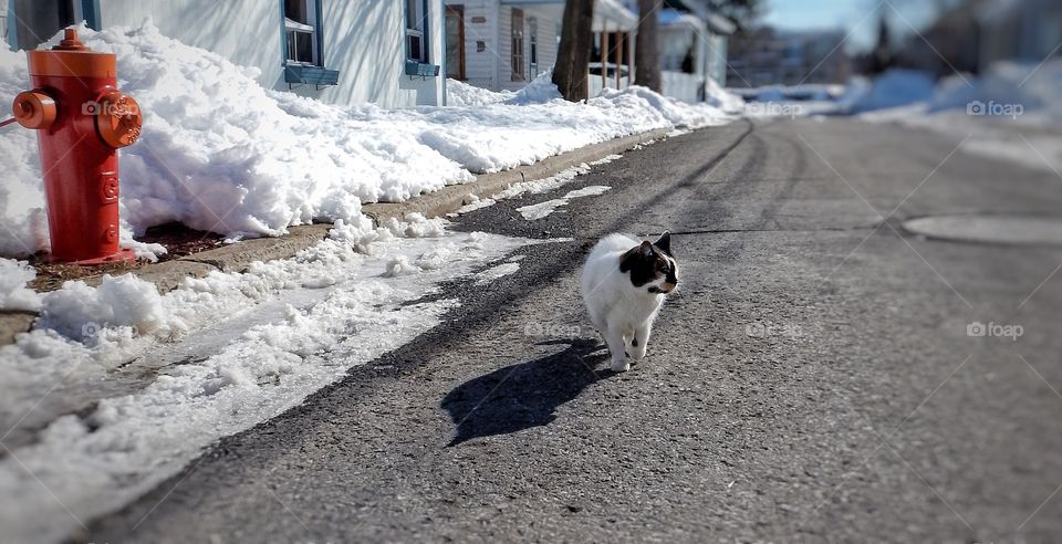 Winter cat