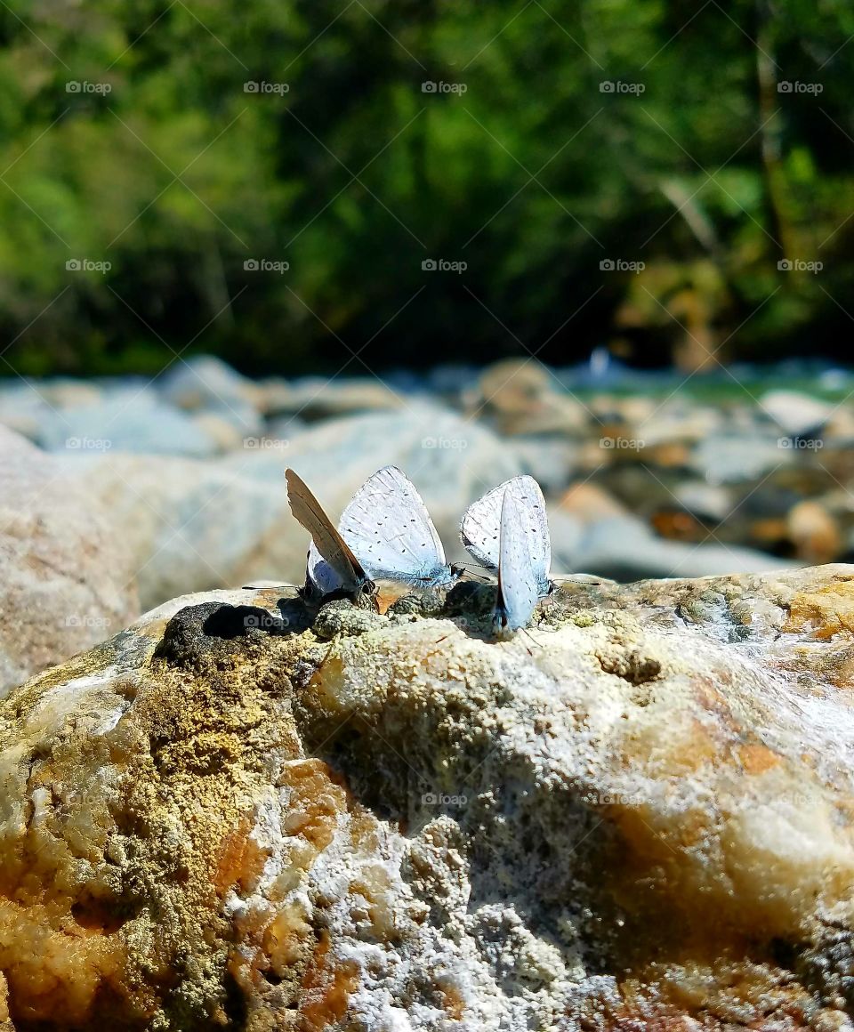 Springtime butterflies