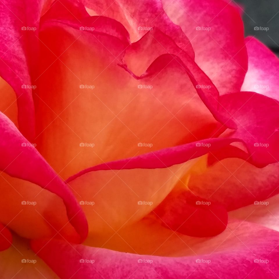 the skirt of a flamenco dancer is a symbol of a rose