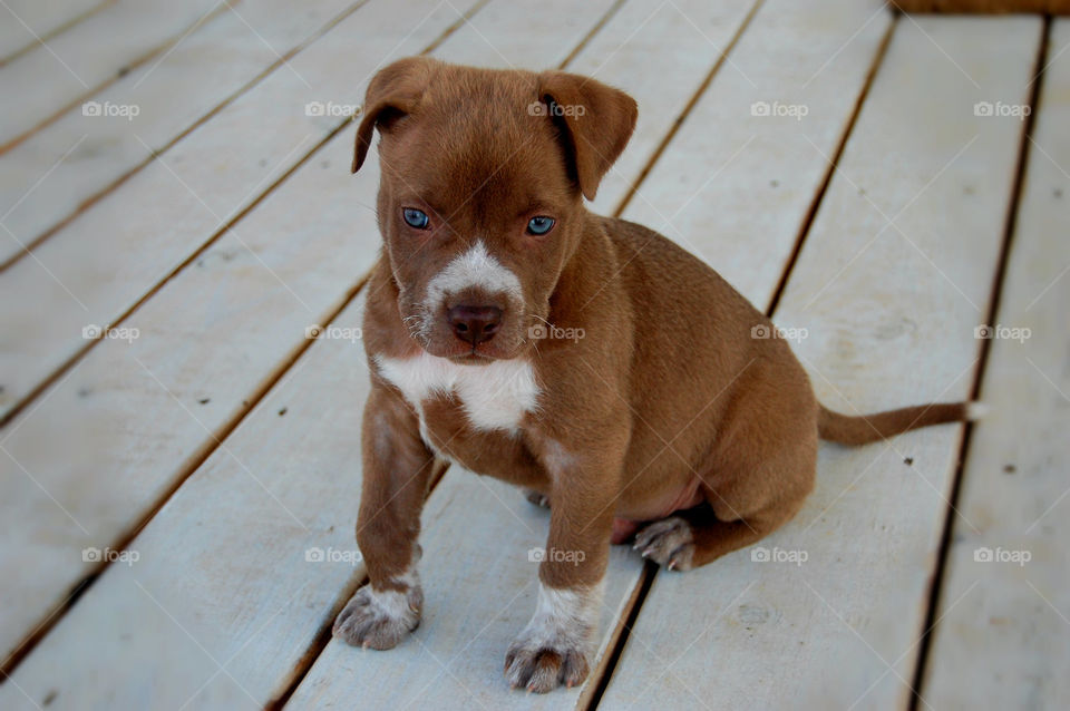 Close-up of puppy dog