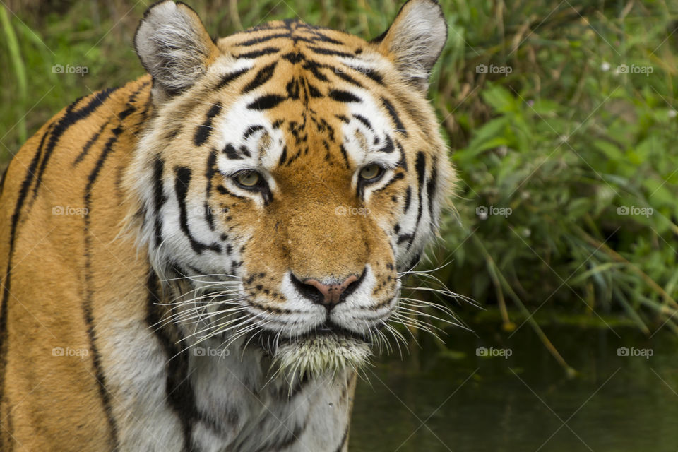 Tiger stares while standing in the river