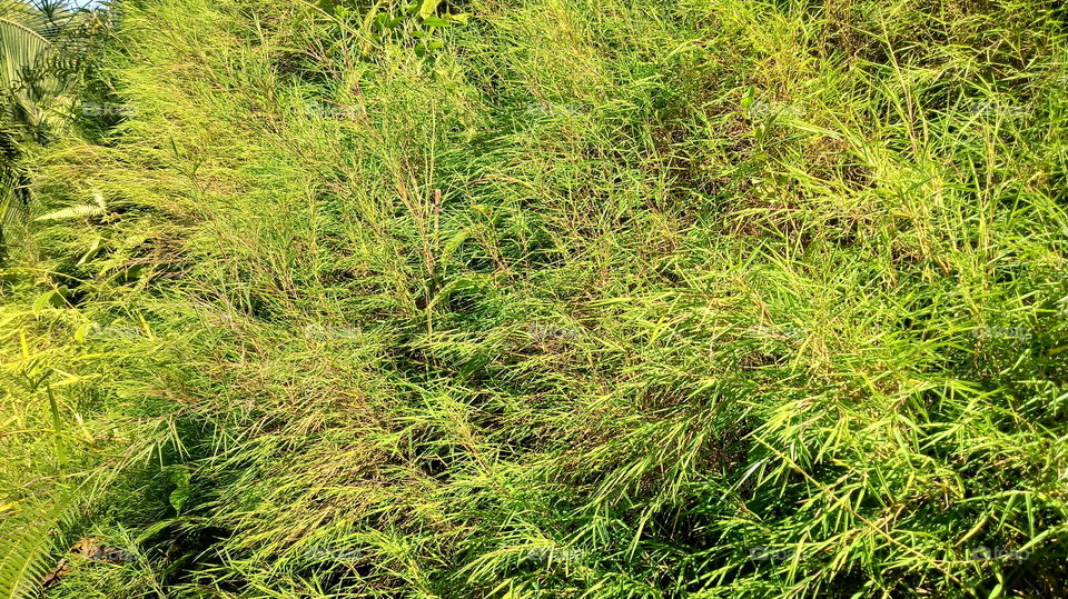 ARBUSTO BAMBU VEGETAÇÃO