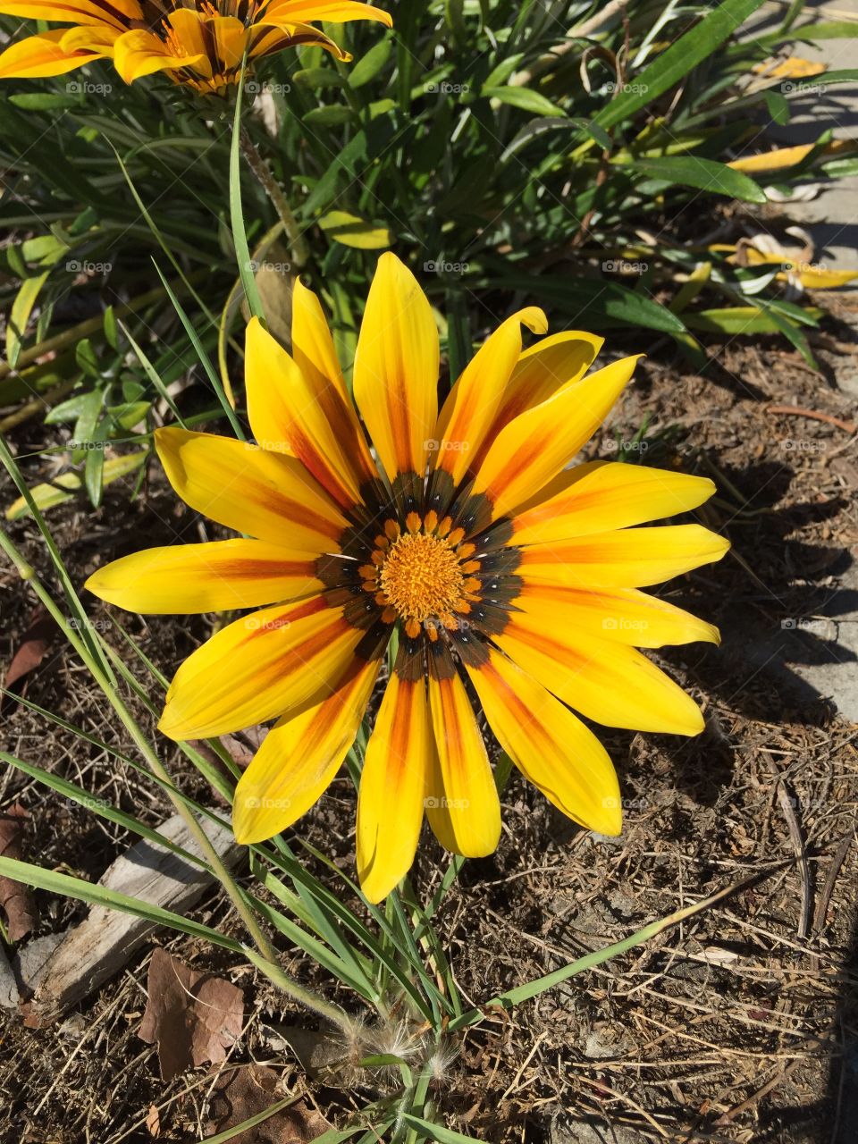 Single yellow flower. Random yellow flower growing in parking lot