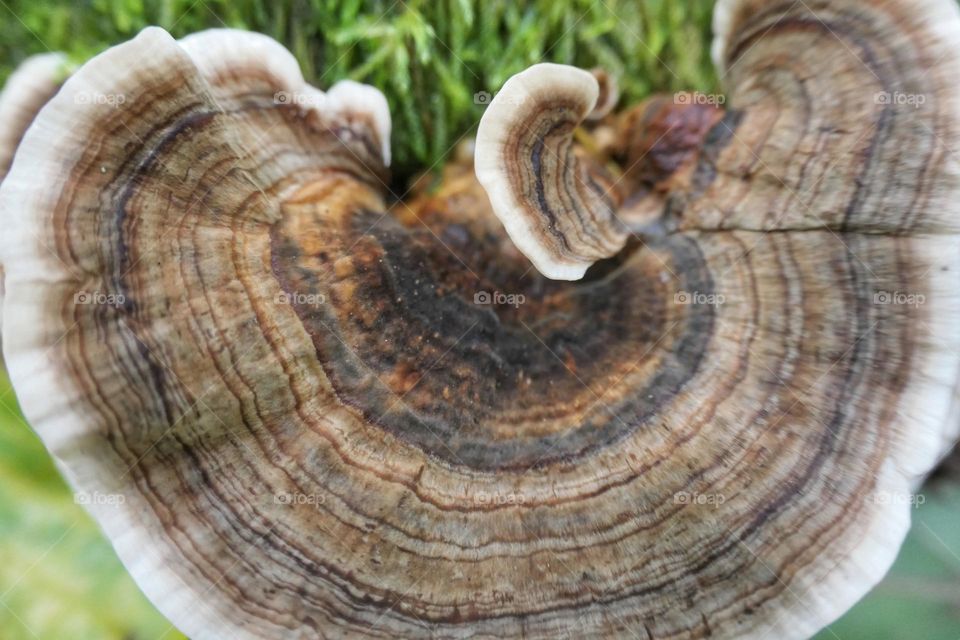 Close-up of a flat and brown mushroom / 3