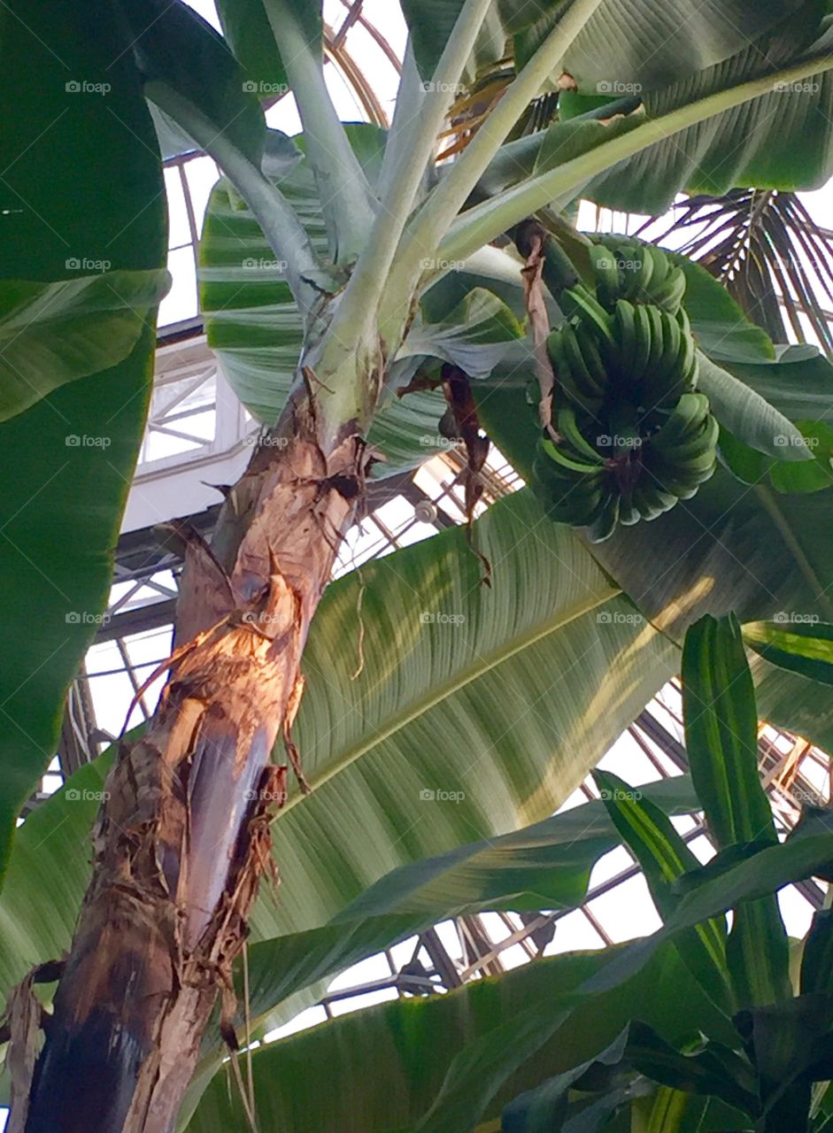 Banana tree