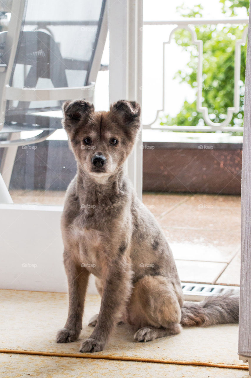 Puppy on a balcony 