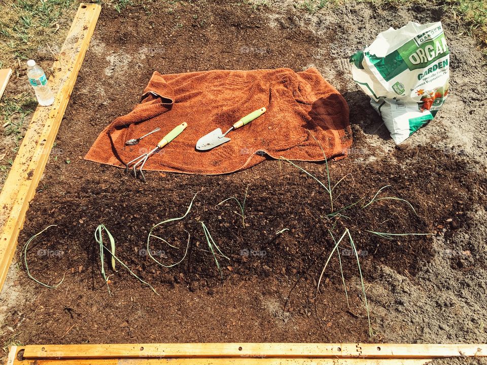 Working on putting soil in the garden and transferring garlic into the ground