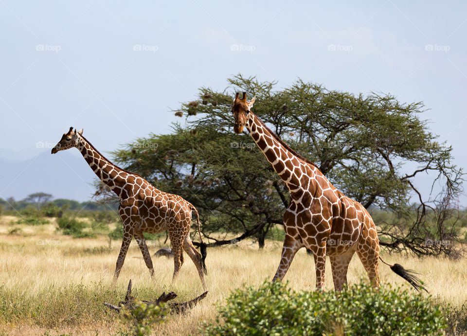 Somalia wildlife pictures