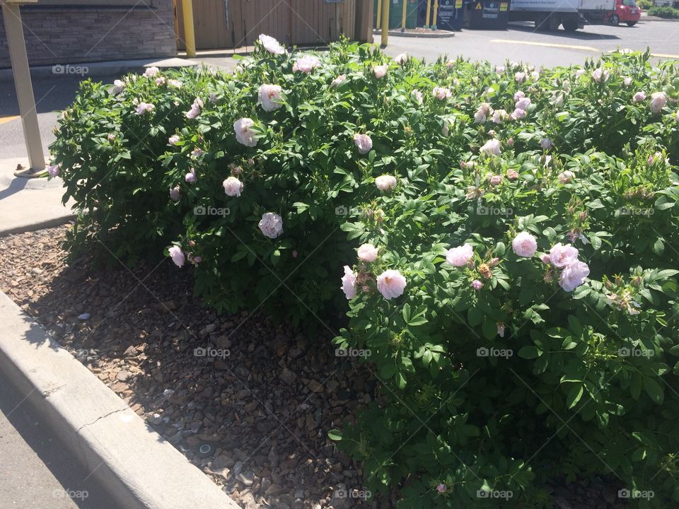 Beautiful scenic flowers 