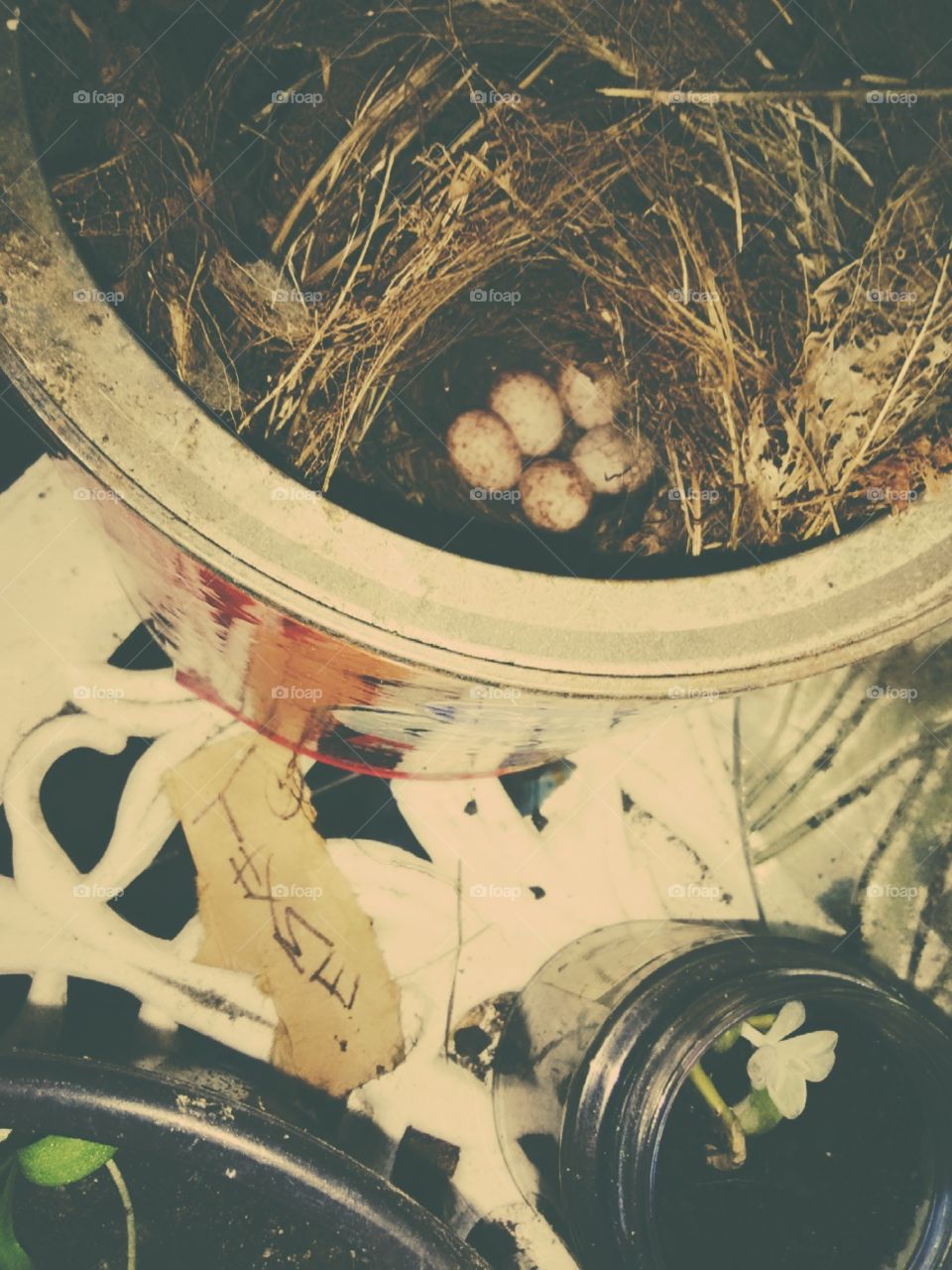 chickadee eggs