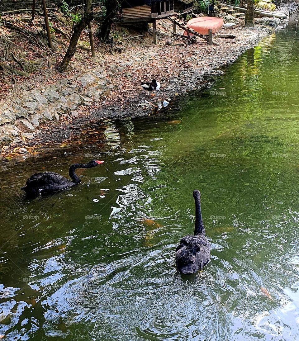 Black Swans Swimming in the Pond