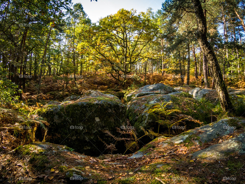 Boulders in forest mountain
