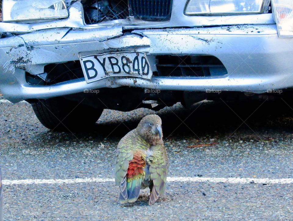 A kea proud of it’s long, hard day of destroying cars in New Zealand.