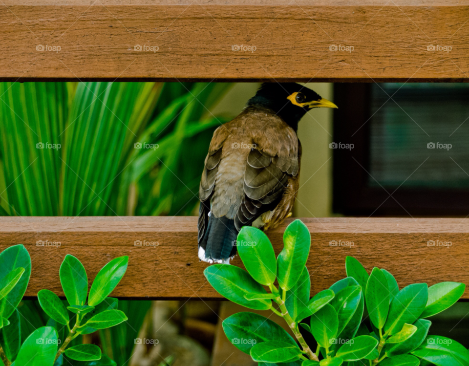bird close up friendly tropical bird by trist9