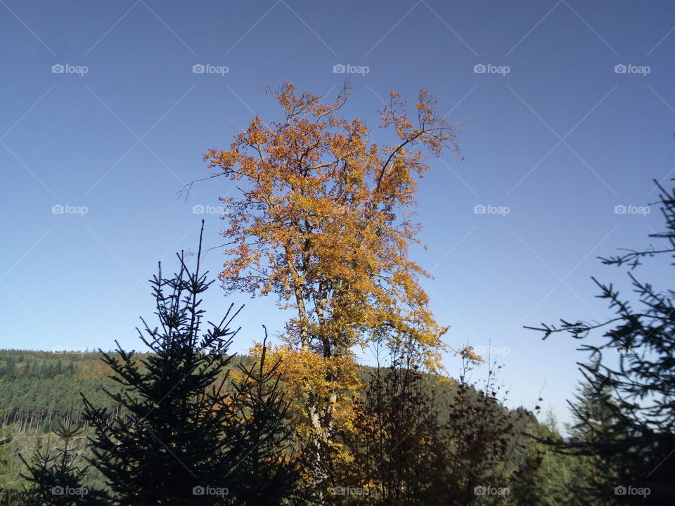 Autumn in the Black Forest
