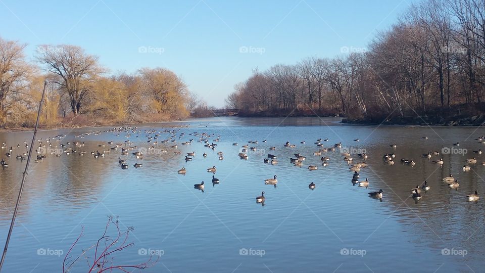 Goose party on a calm lake