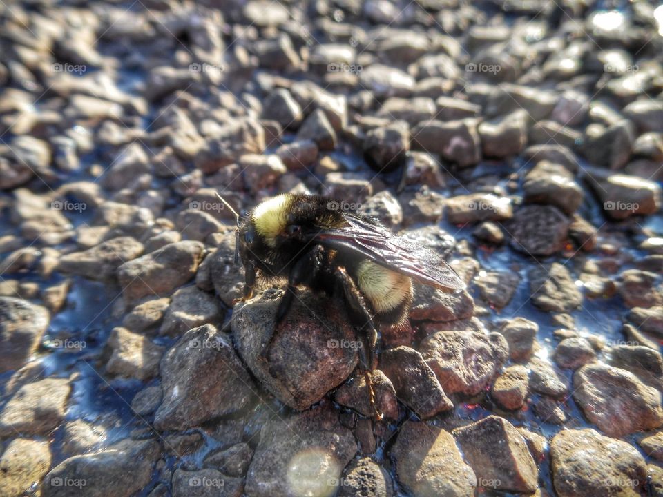 Bumble bee 🐝. This is another picture of the same Bumble bee that I saw while out exploring in East Texas