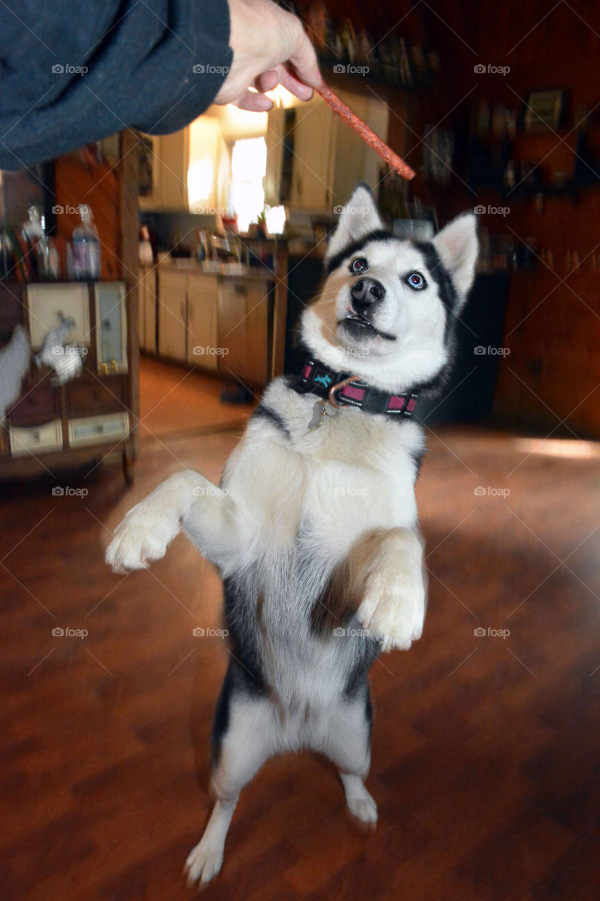 A Siberian Husky stands on his/her two hind legs begging for a treat.  The treat can be seen by a hand holding it.