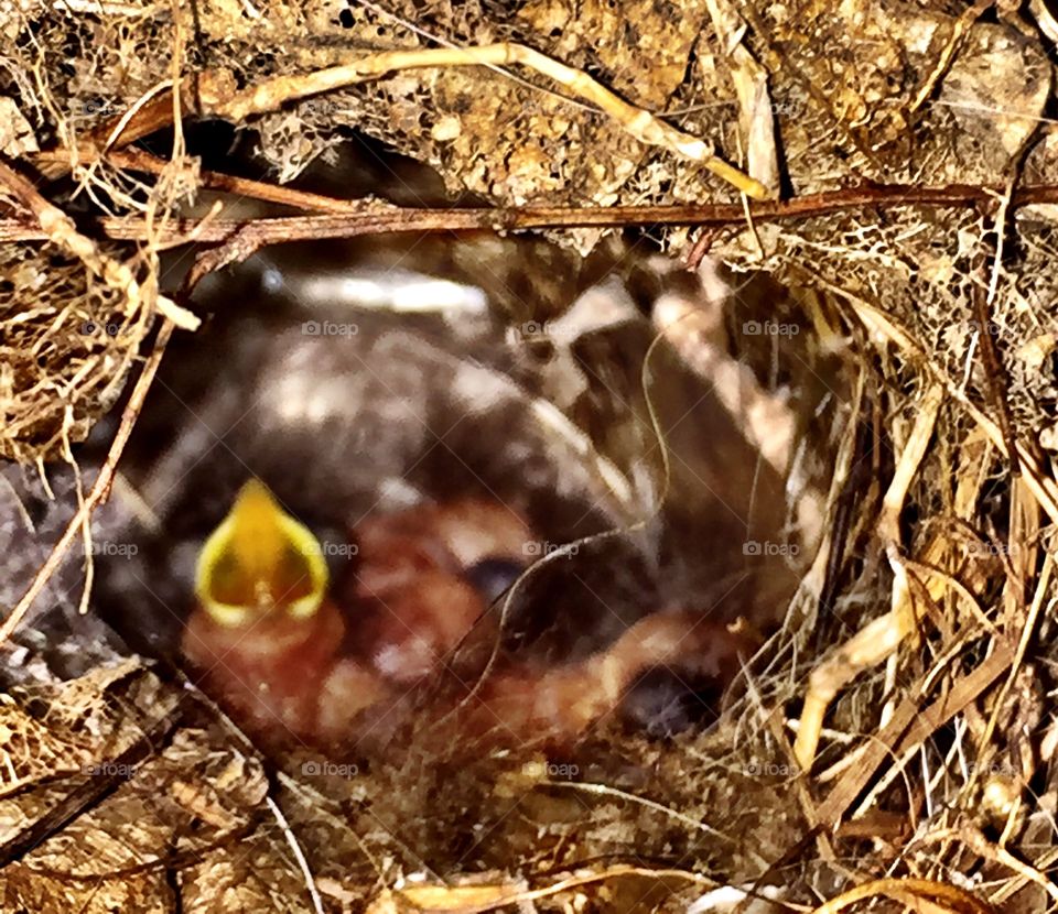 Nestlings 