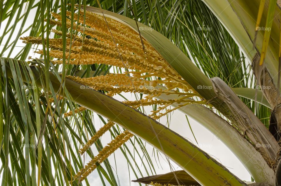 Spadix Of A Coconut Palm Growing From The Axil Of A Leaf