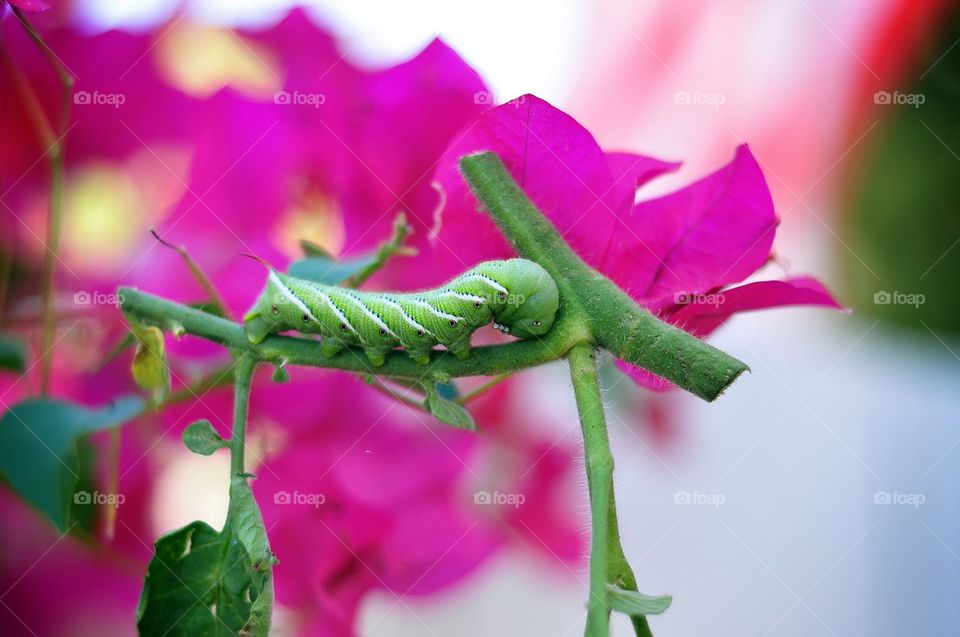 Green Caterpillar  