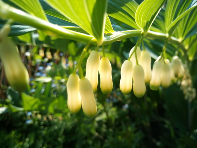 Lily, flower