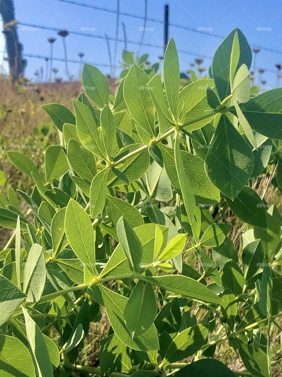 Pulled over to take a shot of this beautiful green plant near a barbed wire, with a very blue sky 💙