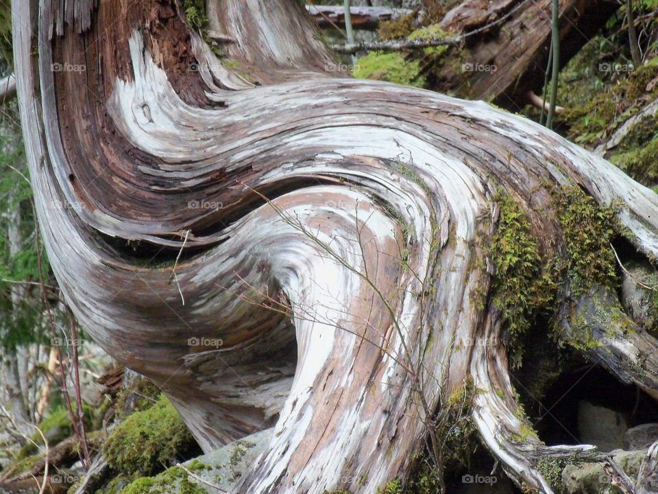 Beautiful twisted grain tree trunk, coastal, live driftwood.