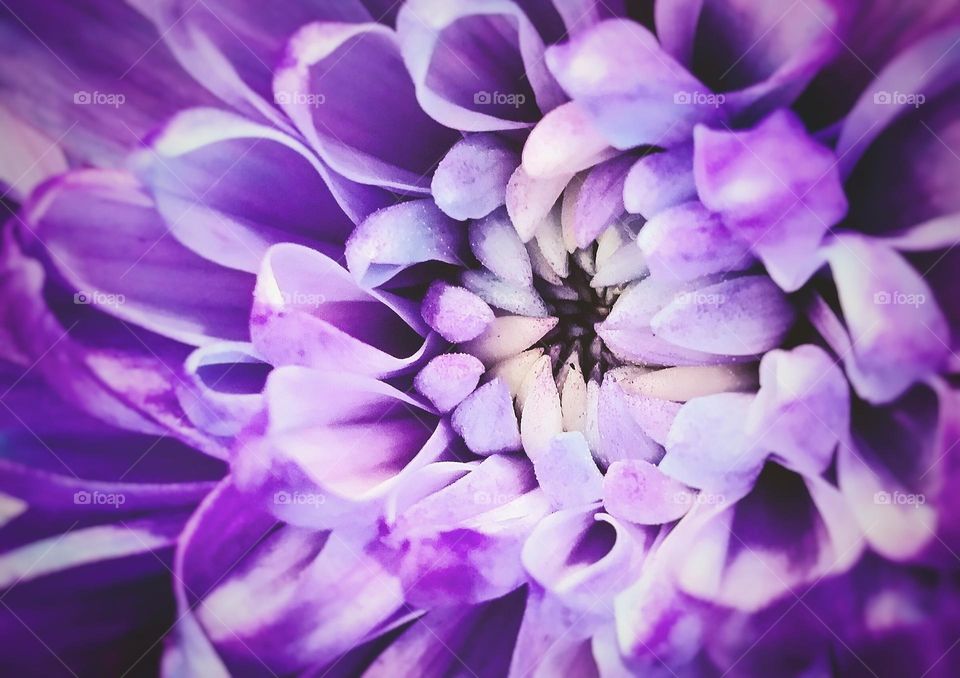 Lavender Mum Close up