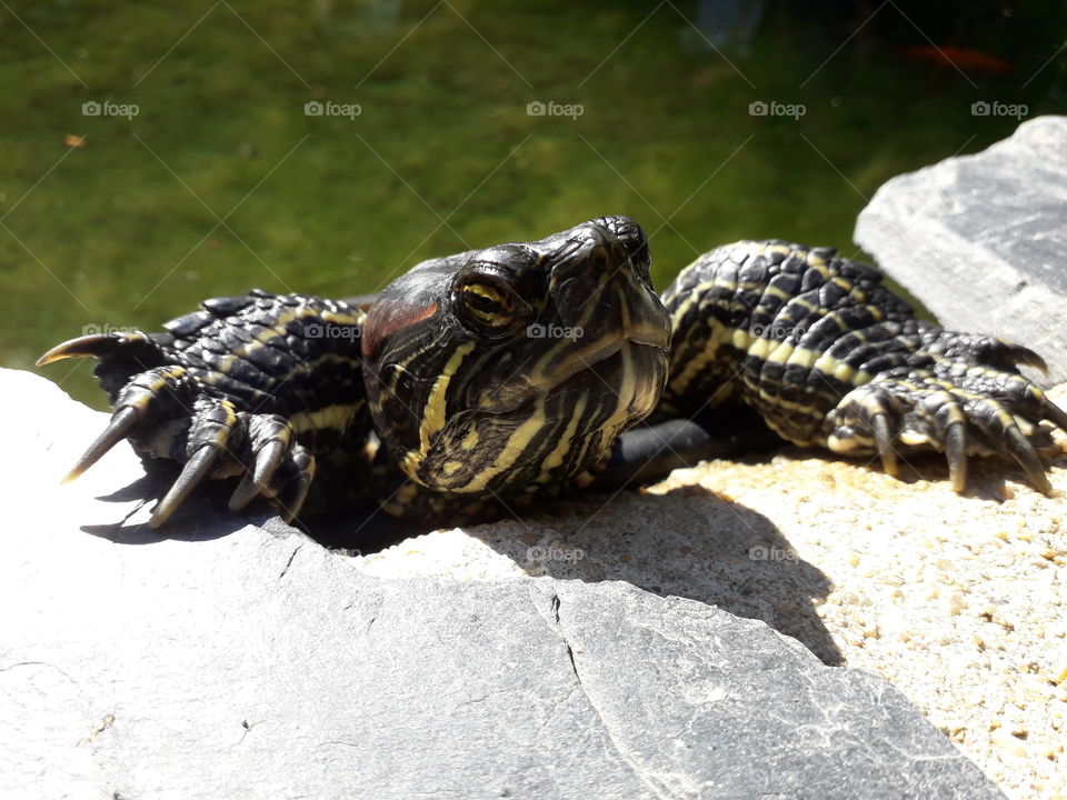 Turtle's sunbath