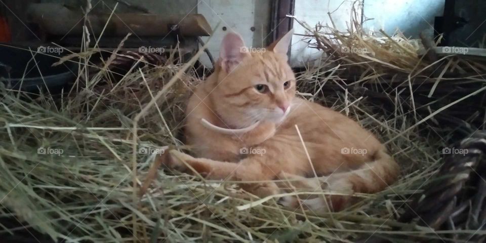 cat in hay