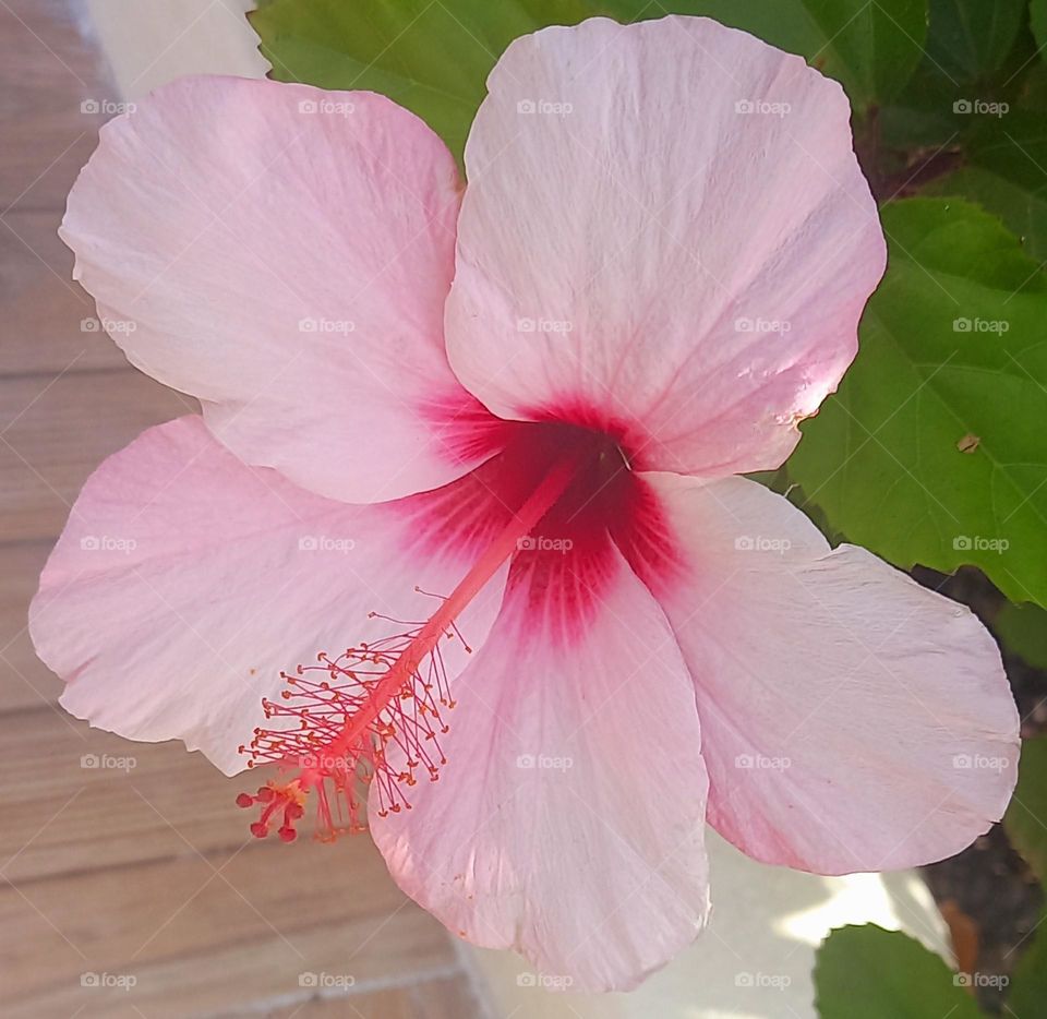 hibiscus