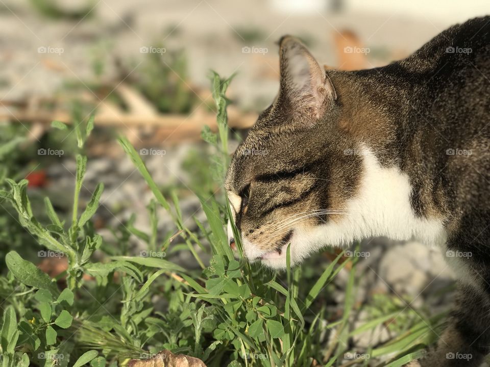 This is a cat rescue. Padme 