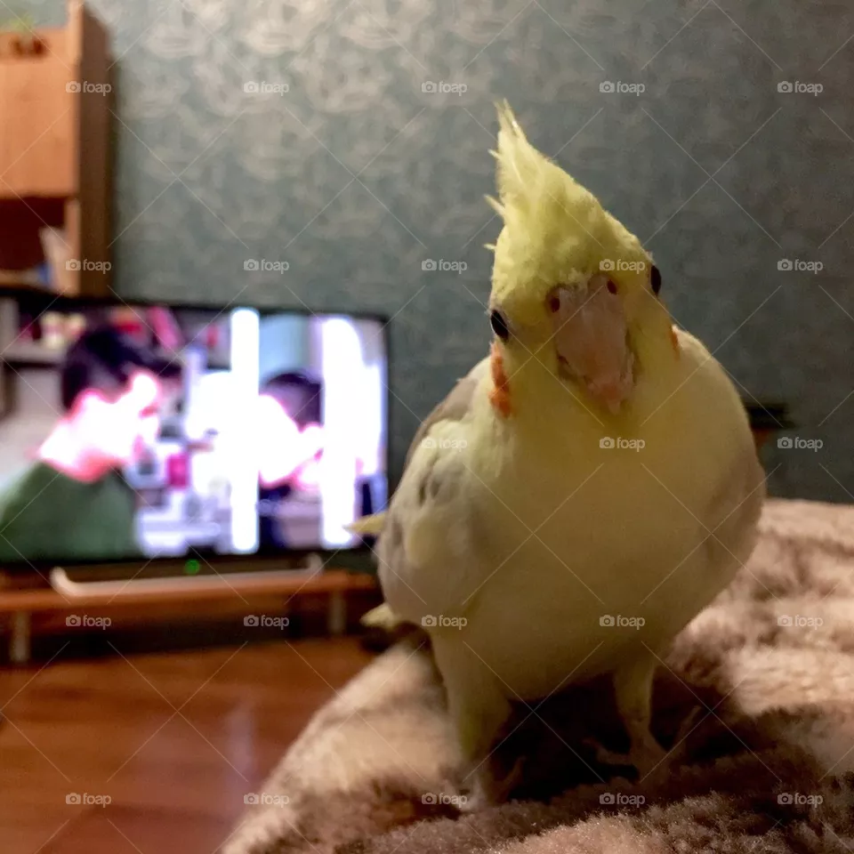 Parrot 