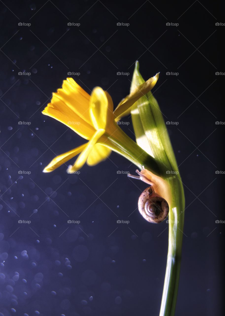 Snail on a yellow daffodil