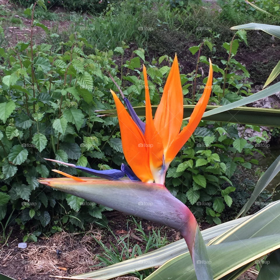 Bird-of-paradise in Golden Gate Park