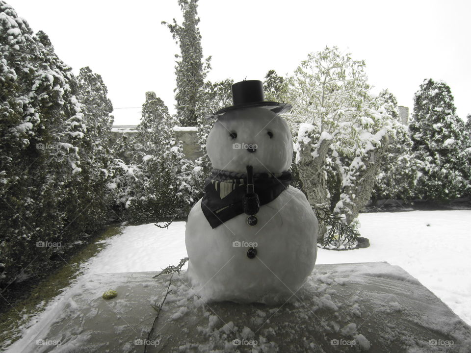 Snow, Winter, Tree, No Person, Outdoors