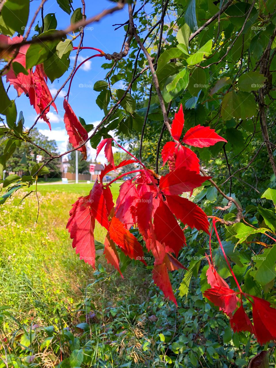 First signs of autumn 🍂