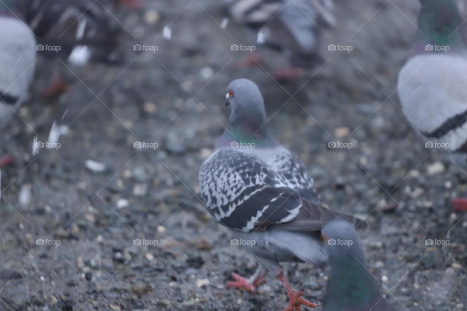 Pigeon 