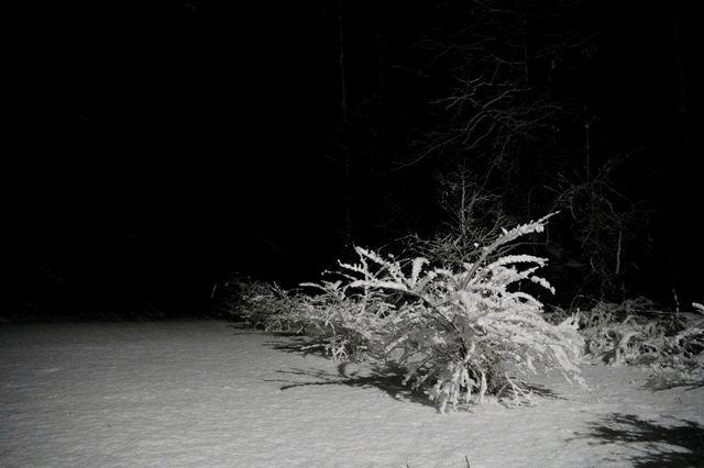 Snow fading into darknes * Nieve desvaneciendose en la oscuridad