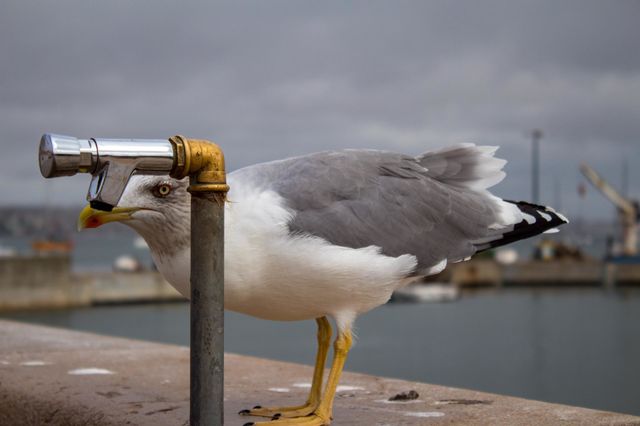 Seagull on the pier