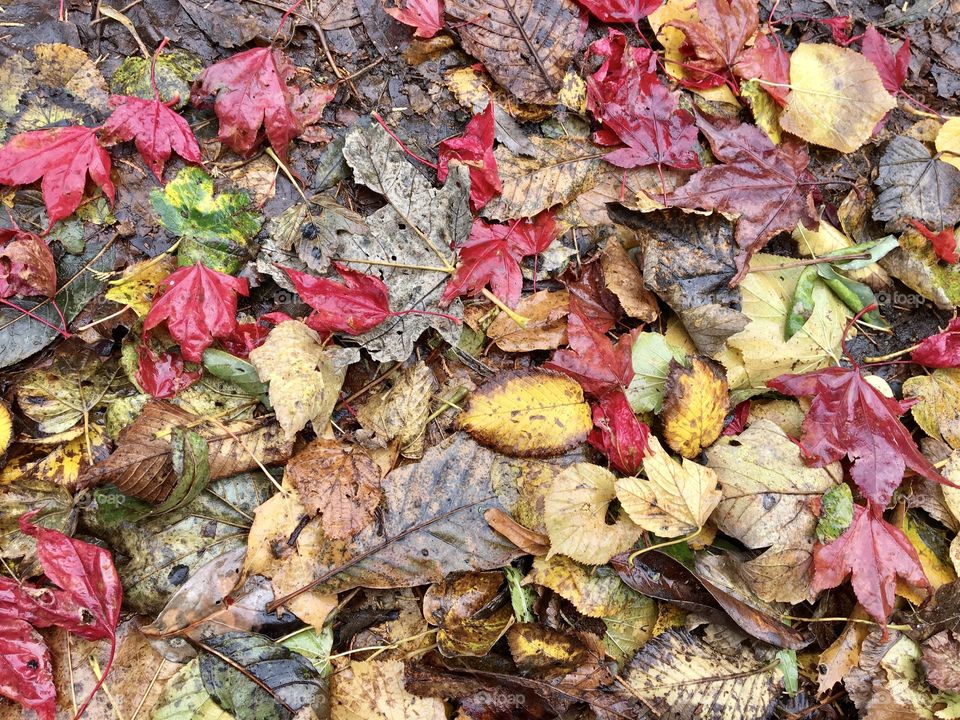 Colourful Autumn Leaves .... shades of red, yellow,brown and green 