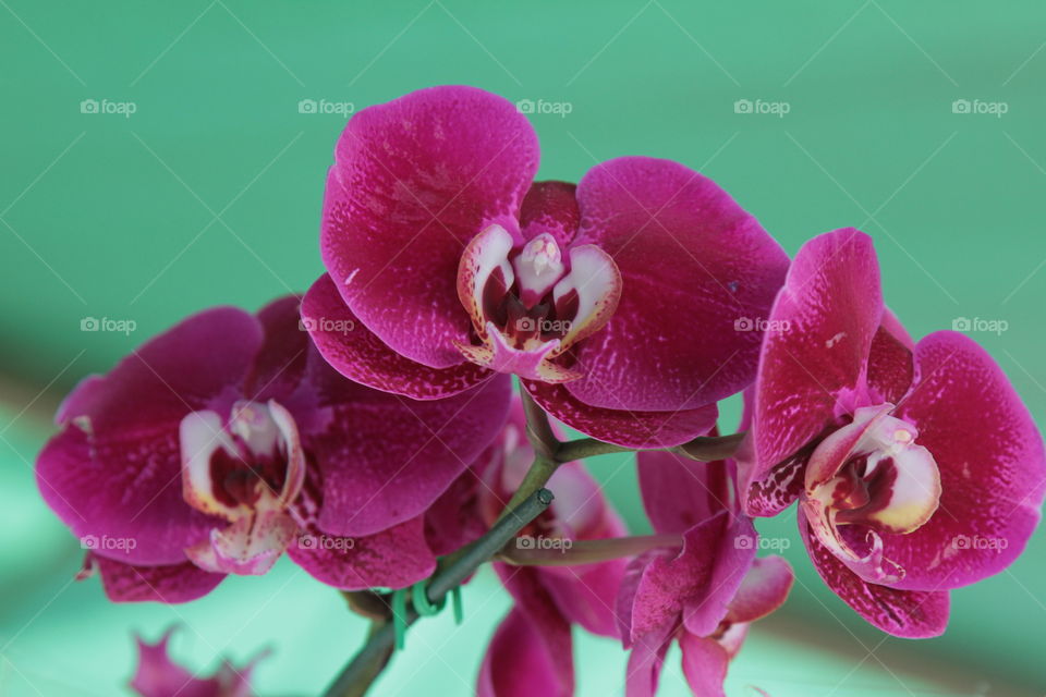 orquídeas roxa